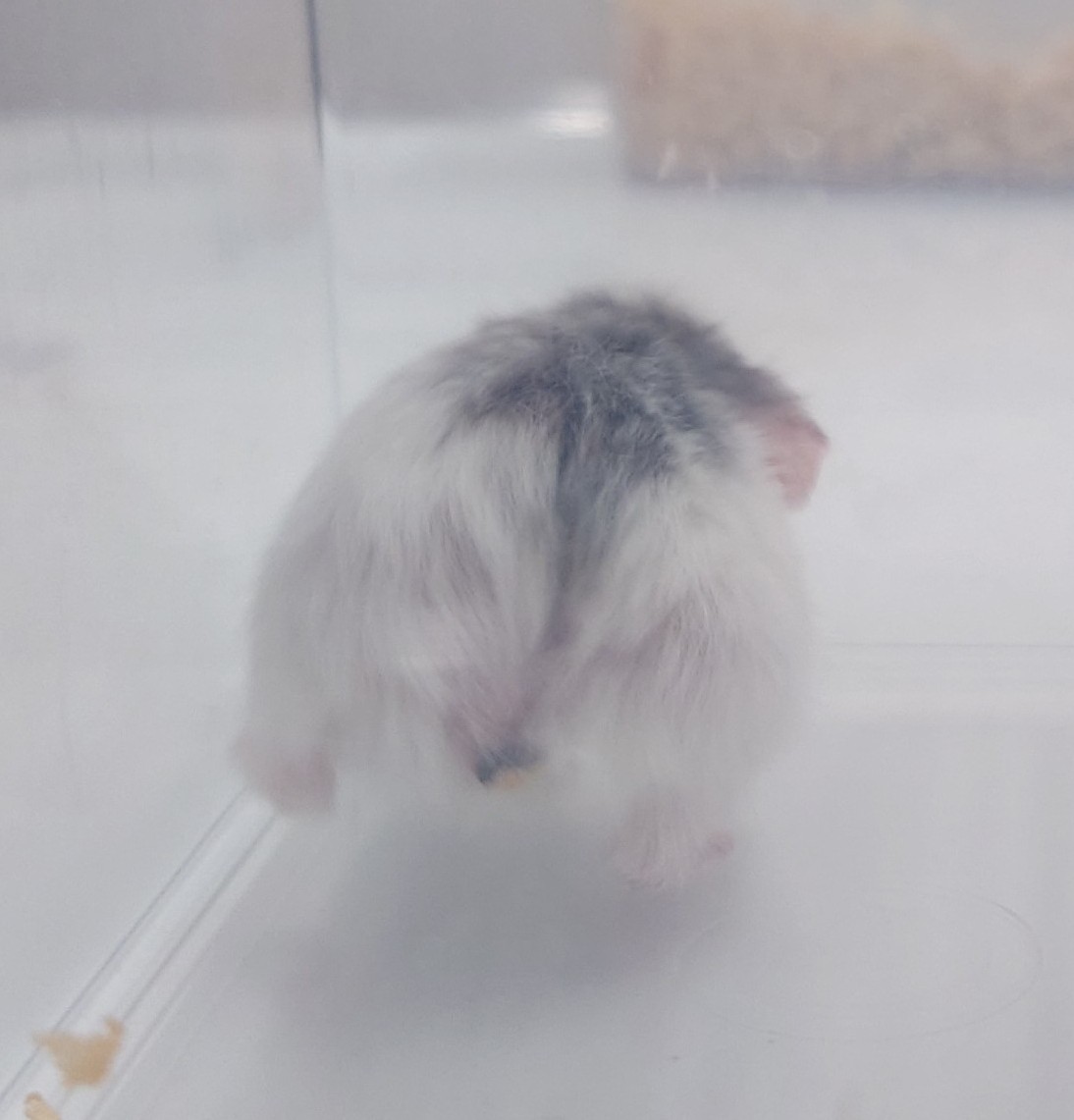 浦和・さいたま市|ロボロフスキーハムスター 脱毛 治療後(漢方後・背中 改善)